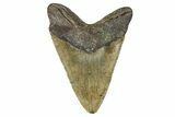 Fossil Megalodon Tooth - North Carolina #381536-1